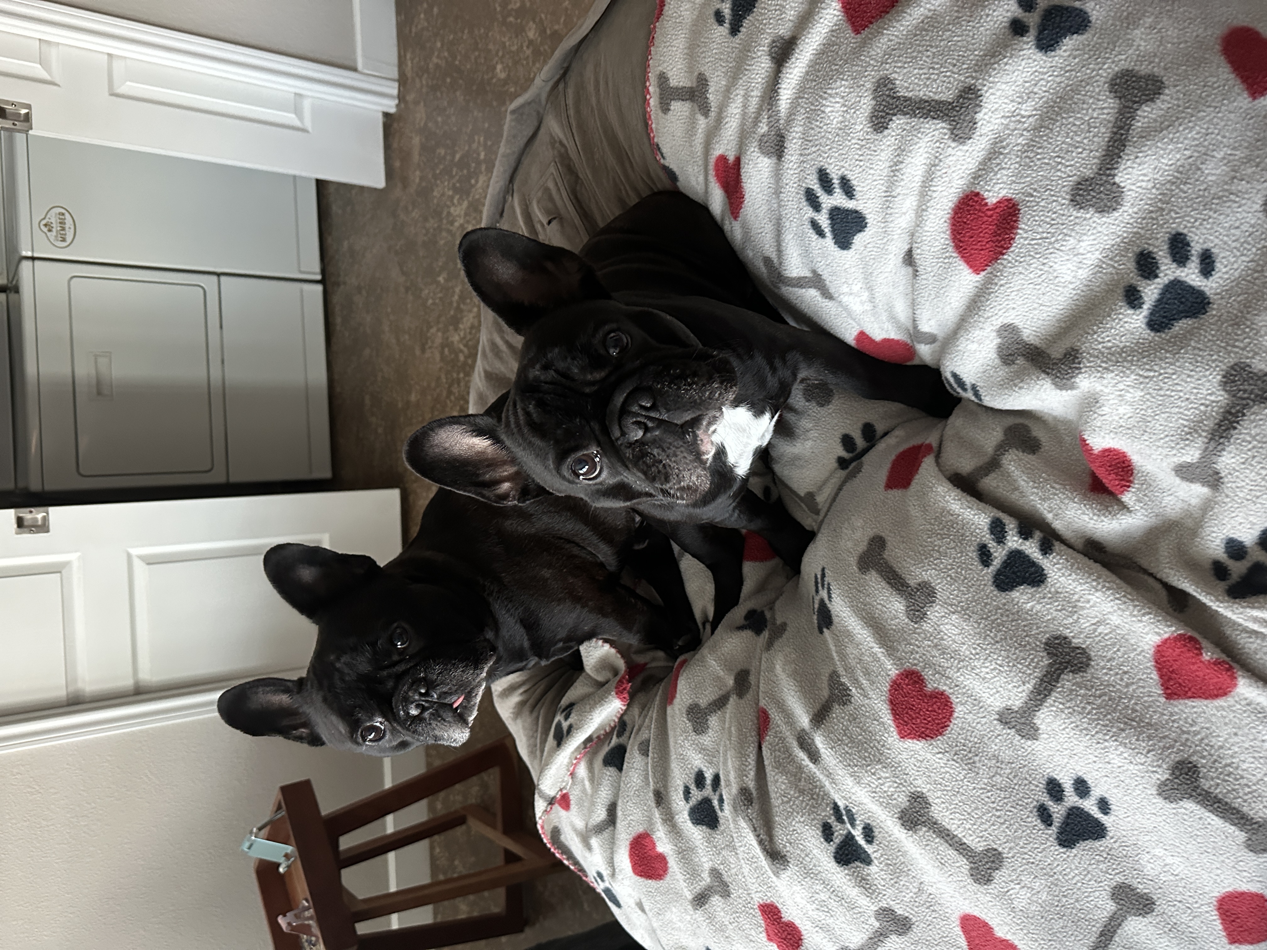 My Pups